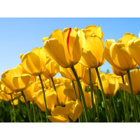 Purchase Collection #283